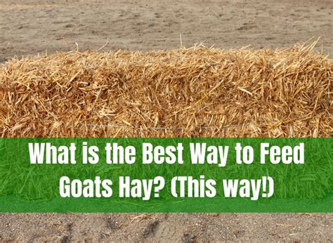 What Is The Best Way To Feed Goats Hay This Way Off The Grid Planet