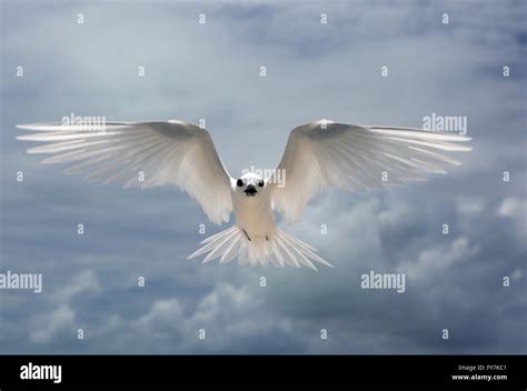 Flying Fairy Tern bird Stock Photo - Alamy