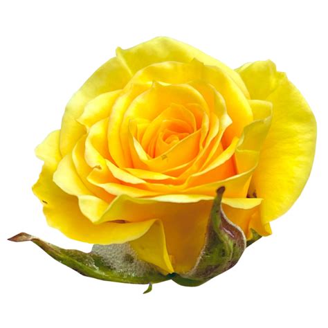 Yellow Roses On Nature 24807653 Png