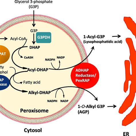 Peroxisomes A Nexus For Lipid Metabolism And Cellular Signaling Cell