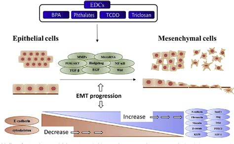 Figure 1 From Diverse Pathways Of Epithelial Mesenchymal Transition