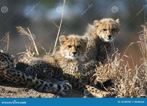 Cheetah cubs an mother stock image. Image of bush, cubs - 10182907