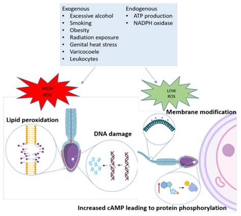 Antioxidants Free Full Text Measuring Reactive Oxygen Species In