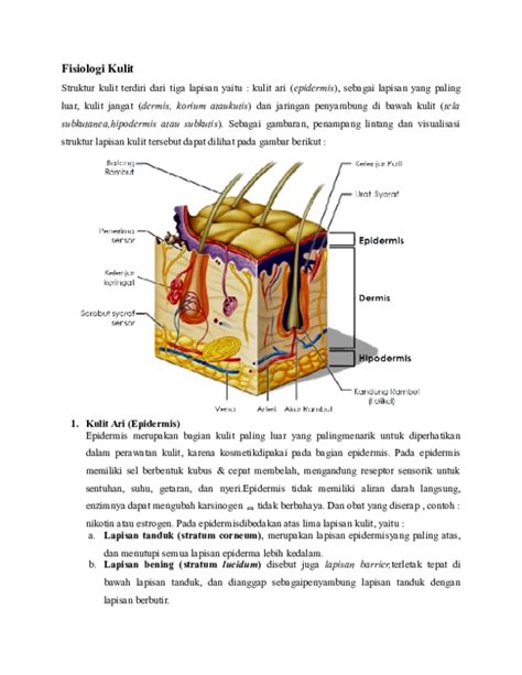 Doc Fisiologi Kulit