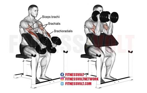 How To Do Dumbbell Hammer Preacher Curl (Brachioradialis, Brachialis ...