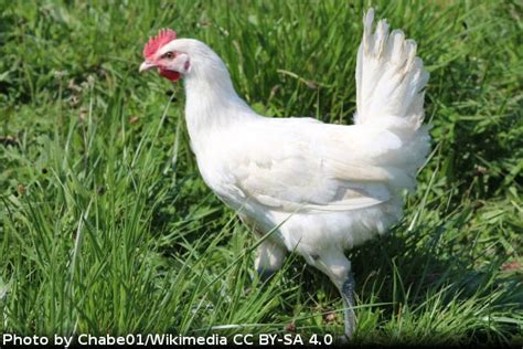 Bresse Chicken Breed Profile Backyard Poultry