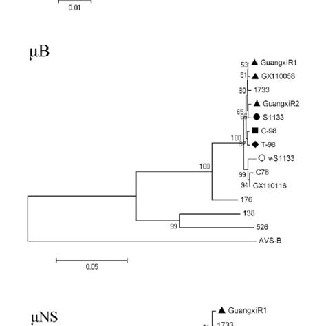 Phylogenetic Trees Derived From The Nucleotide Sequences Of The Ka Kb