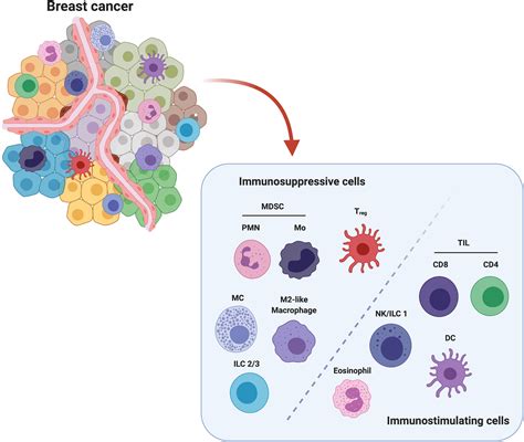 Frontiers The Crosstalk Between Tumor Cells And The Immune Microenvironment In Breast Cancer