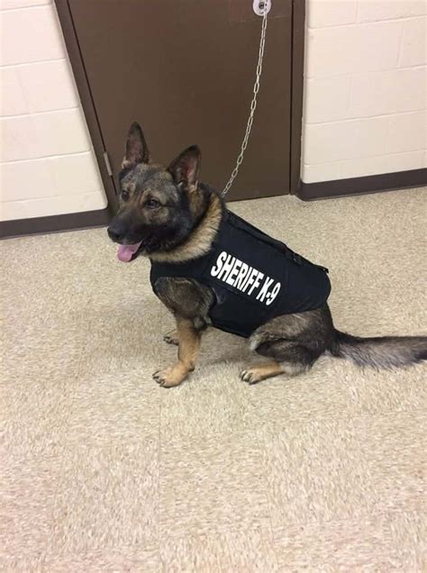 Martin County Sheriffs Office K9 Receives Body Armor Q95fm