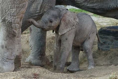 Elephant Born From Artificial Insemination In Project Frozen Dumbo