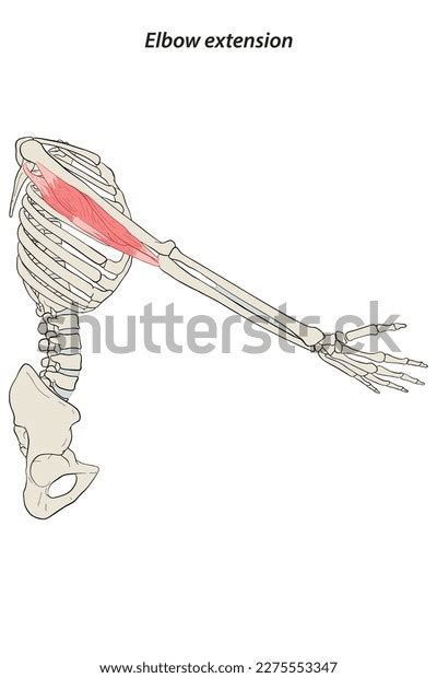 Medical Illustration Elbow Extension Arm Muscle Stock Vector (Royalty Free) 2275553347 ...