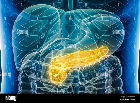 Pancreas With Pancreatic Duct Organ Of The Human Digestive System 3D