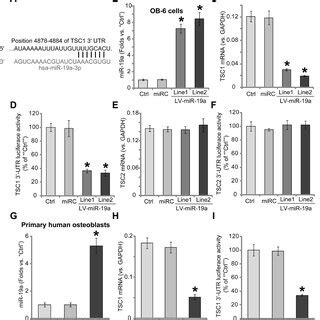 Forced Expression Of Mir A Downregulates Tsc In Human Osteoblasts