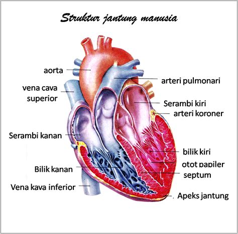 Sketsa Gambar Jantung Manusia Sobsketsa