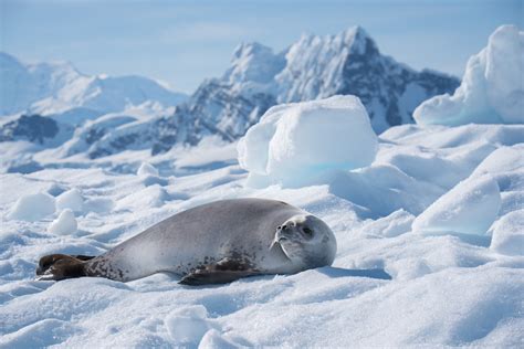 Sailing South: Five Famous Antarctic Expeditions