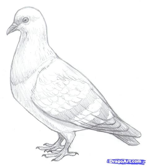 How To Draw Pigeons, Step by Step, Drawing Guide, by makangeni | Bird ...