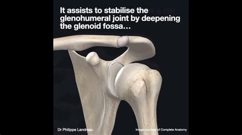 Glenoid Labrum Tear Youtube