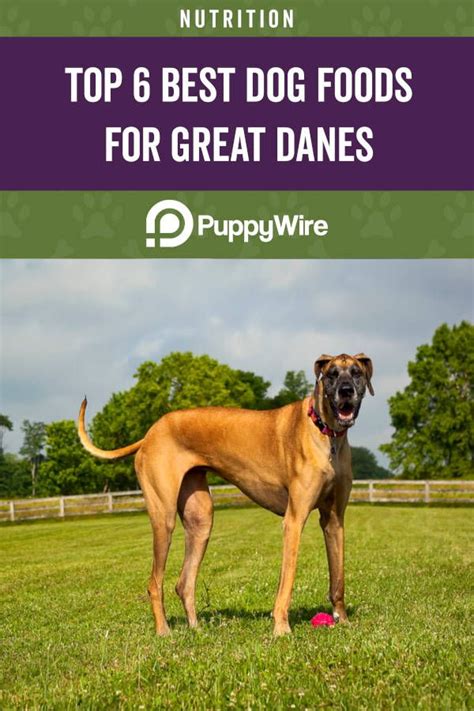 Best Dog Food For Great Danes Top 6 Picks 2021 Update Best Dog