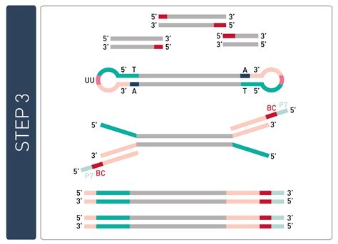 Methylated Dna Immunoprecipitation For Dna Methylation Diagenode