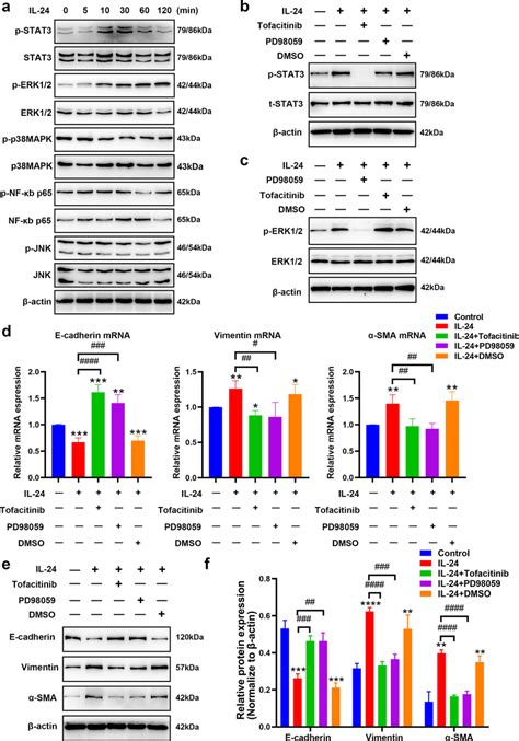 IL 24 Induced EMT In BEAS 2B Cells Via The ERK1 2 And STAT3 Pathways A