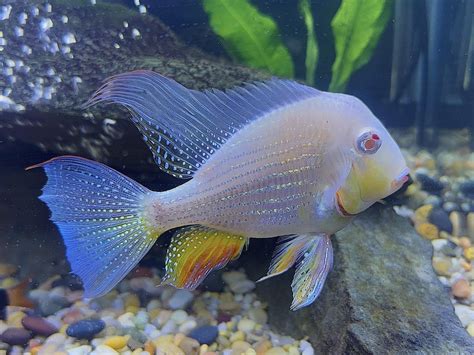 Meet Lips My New Albino Acarichthys Heckelii His Iridescence Is