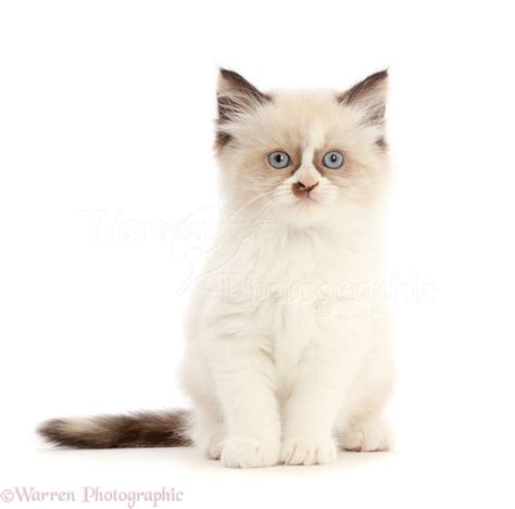 Persian X Ragdoll Kitten 7 Weeks Old Photo Wp46564