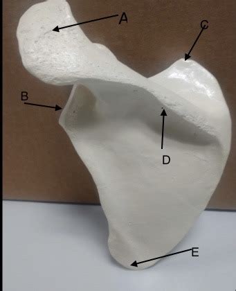 Anatomy Lab Upper Appendicular Bones And Articulations Study Material