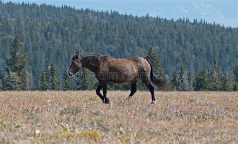 Pregnant Dun Colored Wild Horse Mare In The Pryor Mountains Wild Horse