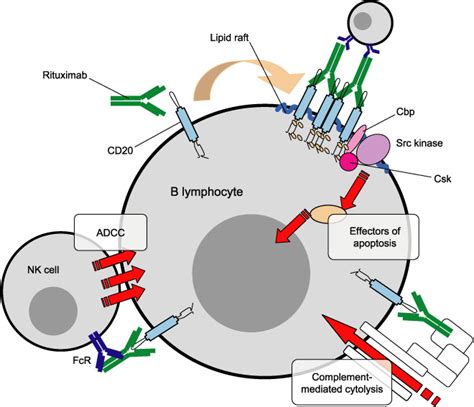 Empowering Targeted Therapy Lessons From Rituximab Science S Stke