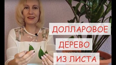 Как научиться размножать долларовое дерево (замиокулькас) листом. - YouTube
