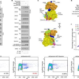 SPOP Promotes Ubiquitin Lysine 27 Linked Poly Ubiquitination Of Lysine