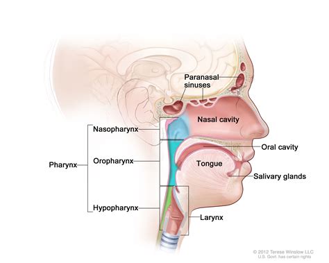 Head and Neck Cancer—Patient Version - National Cancer Institute