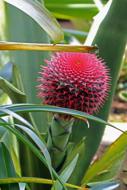 Aechmea Multiflora L B Sm BG Berlin 230511 Ruud De Block Flickr