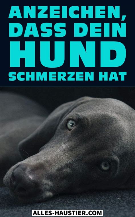 Woran Erkenne Ich Dass Mein Hund Schmerzen Hat Oder Krank Ist Eine