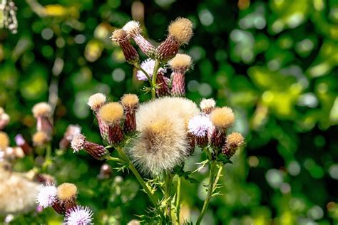 Cardos Flores Echinops Foto Gratis En Pixabay Pixabay