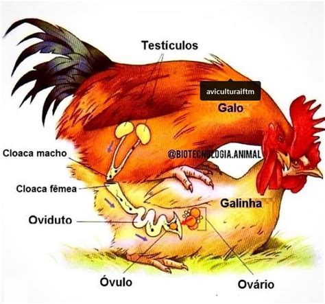 Como A Galinha Se Reproduzem Se O Galo N O Tem P Nis Agron