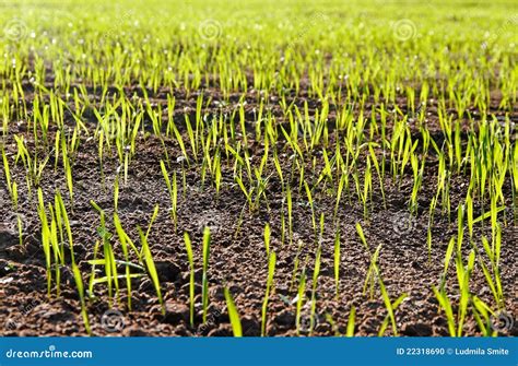 Growing wheat. stock photo. Image of sunlight, land, agriculture - 22318690