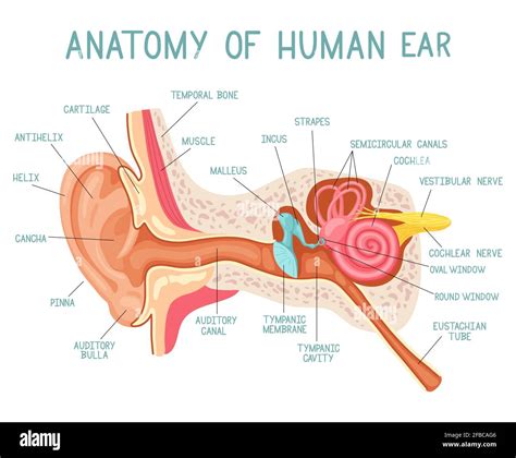 Cartoon Ear Anatomy Human Sound Sensory Organ Medicine Infographic