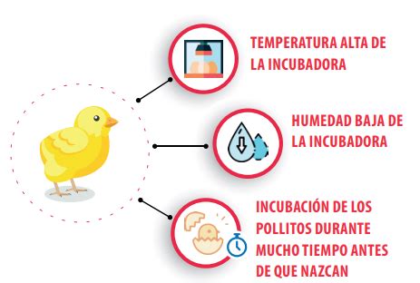 Manejo de pollos de engorde en climas cálidos