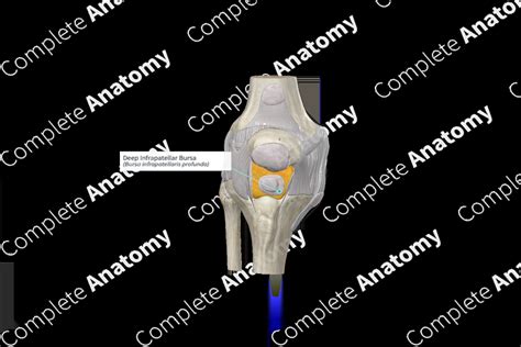 Deep Infrapatellar Bursa Complete Anatomy