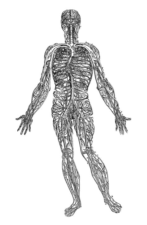 Vesalius Venous System Nwoodcut From The Third Book Of Andreas