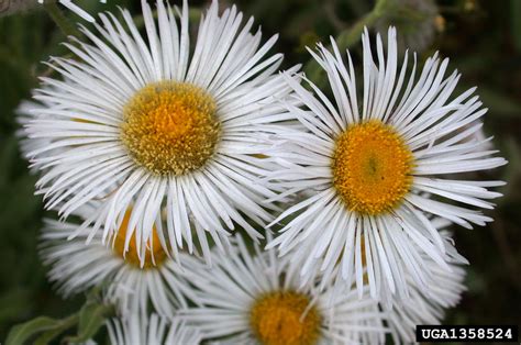 Tall Fleabane Erigeron Elatior