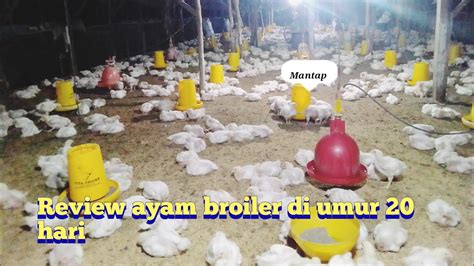 Review Ayam Broiler Di Umur 20 Harimantap Ayambroiler Youtube