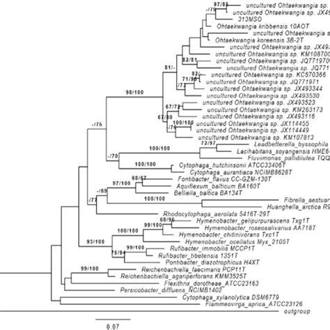 Maximum Likelihood Ml Tree Inferred Under The Gtr Gamma Model And