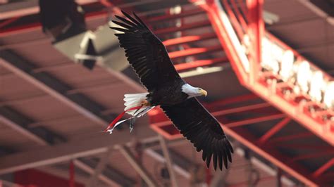 REFORÇO PARA O BENFICA QUE NINGUÉM ESPERAVA HÁ UM PLANO B PARA RUI