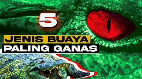 Jenis Buaya Paling Ganas Di Dunia Bukan Buaya Darat Youtube