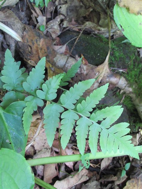 Dryopteris Cristata Crested Wood Fern Near Sgl Narvon