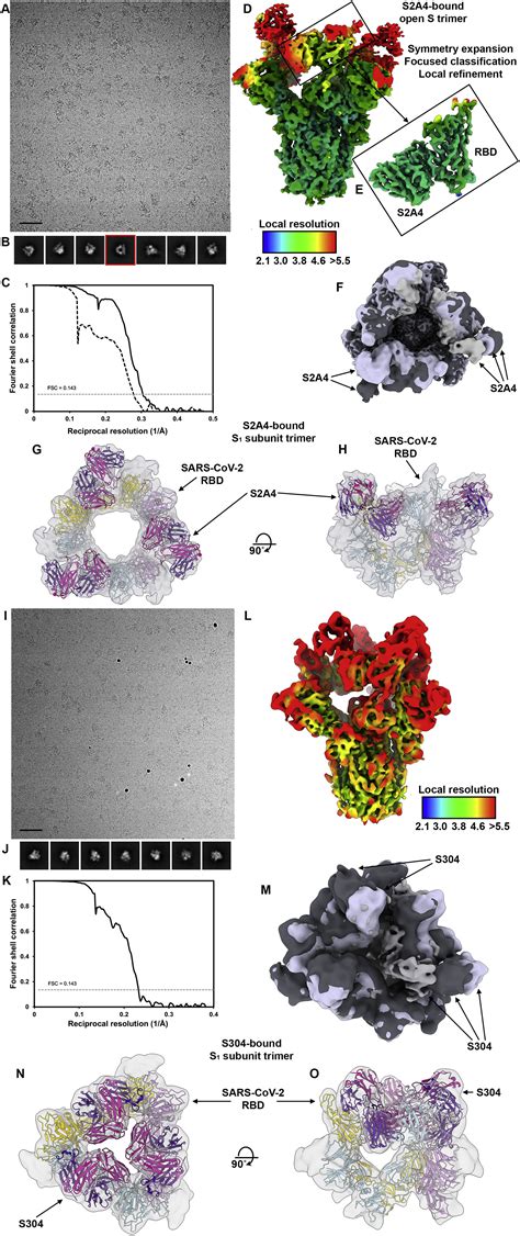 Mapping Neutralizing And Immunodominant Sites On The Sars Cov Spike