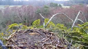 New Poole Harbour Osprey Webcams Go Live Birds Of Poole Harbour