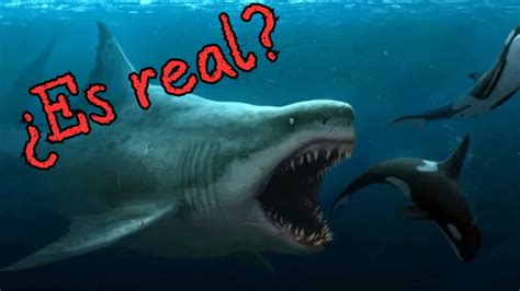 Sobrevivientes De La Prehistoria La Verdad Sobre El Megalodon Youtube